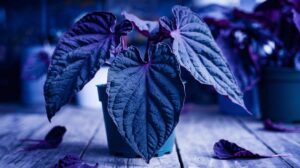 Black Elephant Ear plant