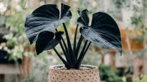 Black Elephant Ear plant